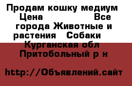 Продам кошку медиум › Цена ­ 6 000 000 - Все города Животные и растения » Собаки   . Курганская обл.,Притобольный р-н